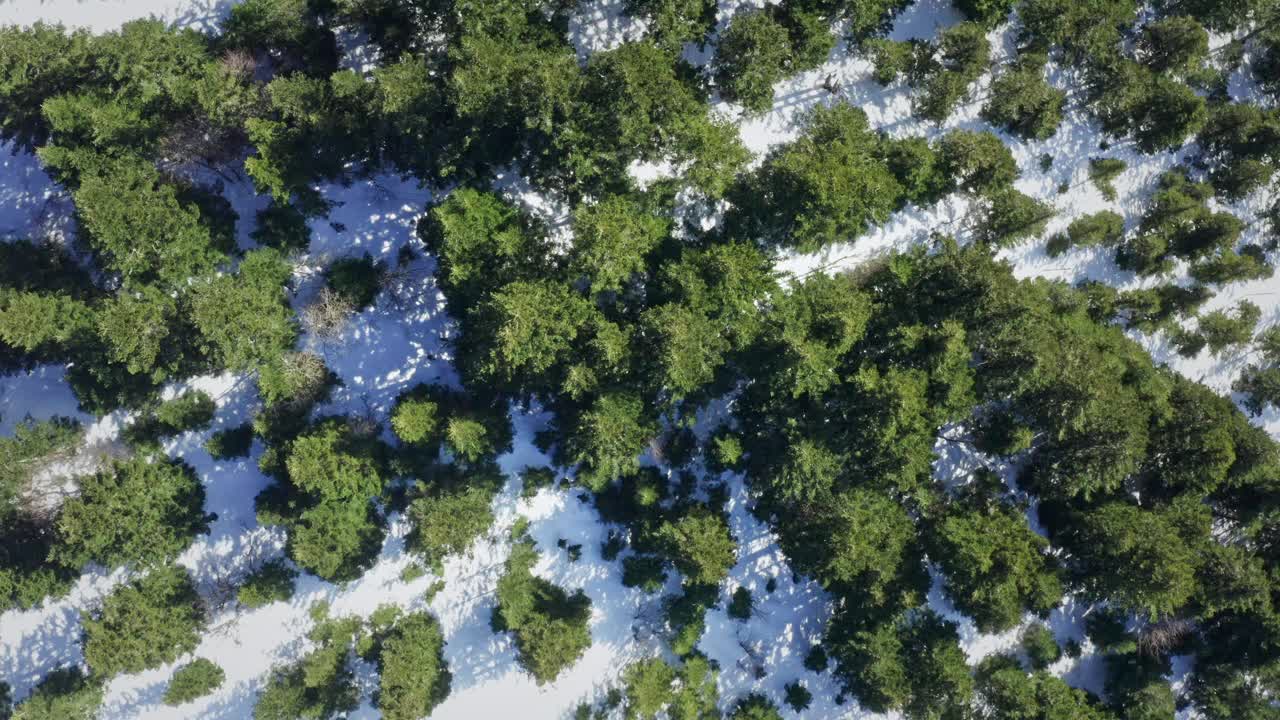 鸟瞰图，白雪皑皑的森林景观，绿色的树木探出头来视频素材