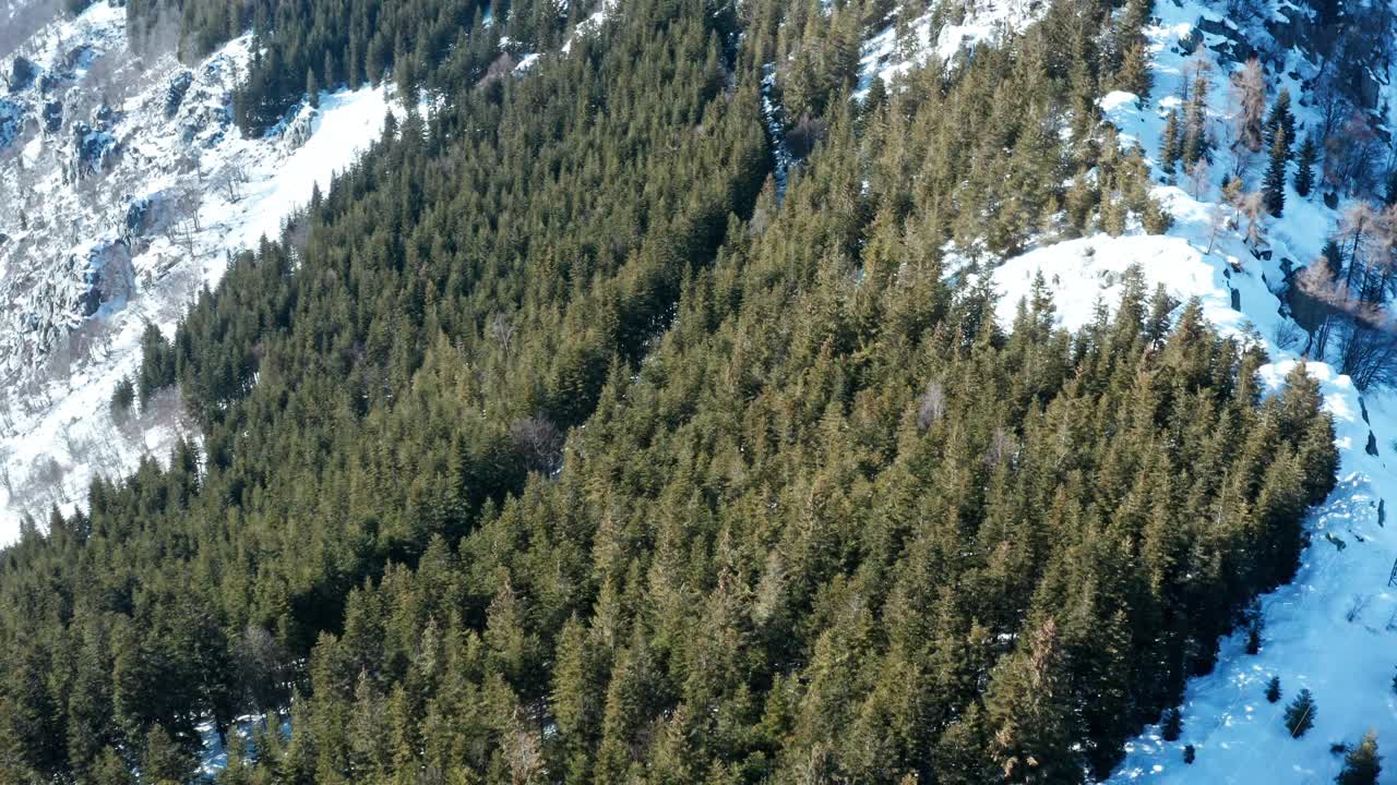 冬天浓密的松林上有积雪，在晴朗的天空下投下阴影，鸟瞰视频素材