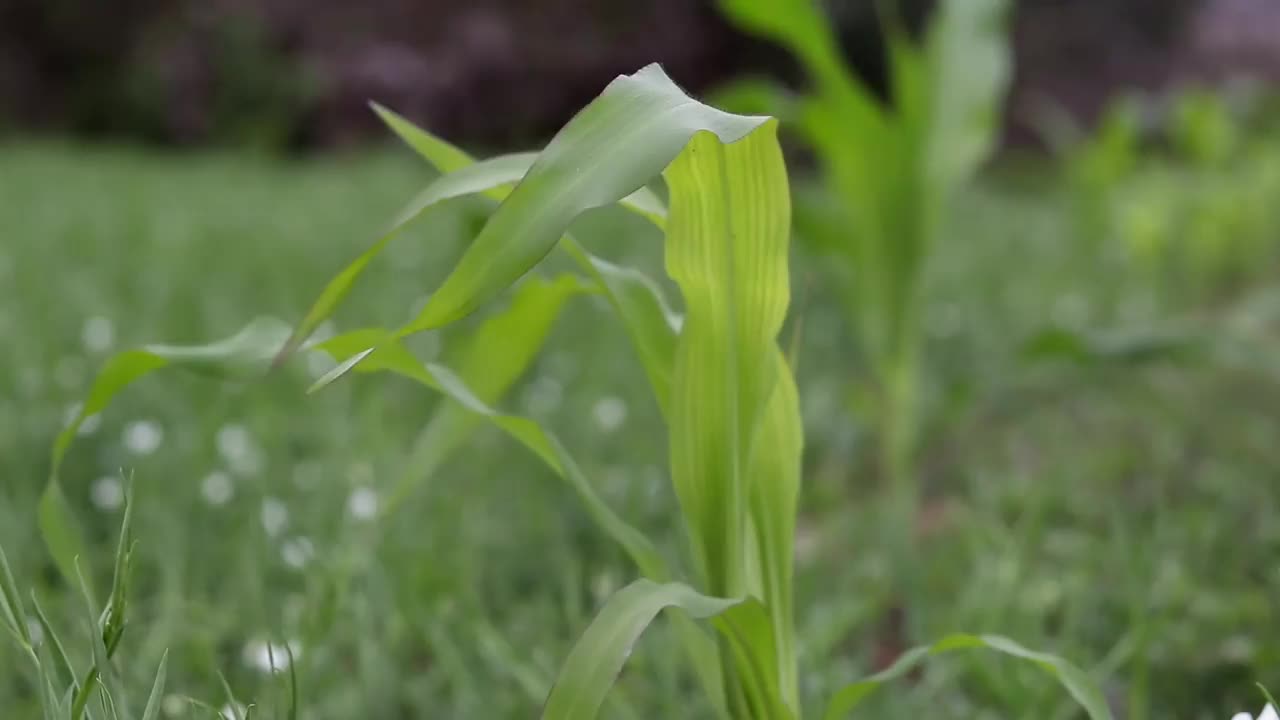 农田里的玉米植株或玉米植株特写视频下载