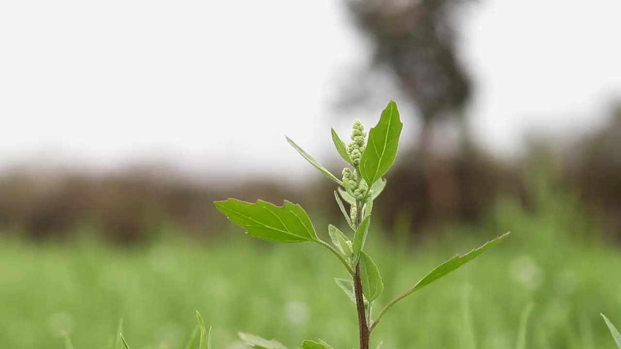 特写白鹅足或巴图亚植物选择性聚焦在农业领域，也被称为野生菠菜或肥母鸡视频素材