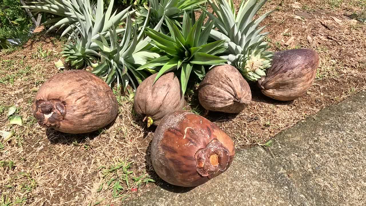 成熟的椰子和凤梨头等待种植。视频下载