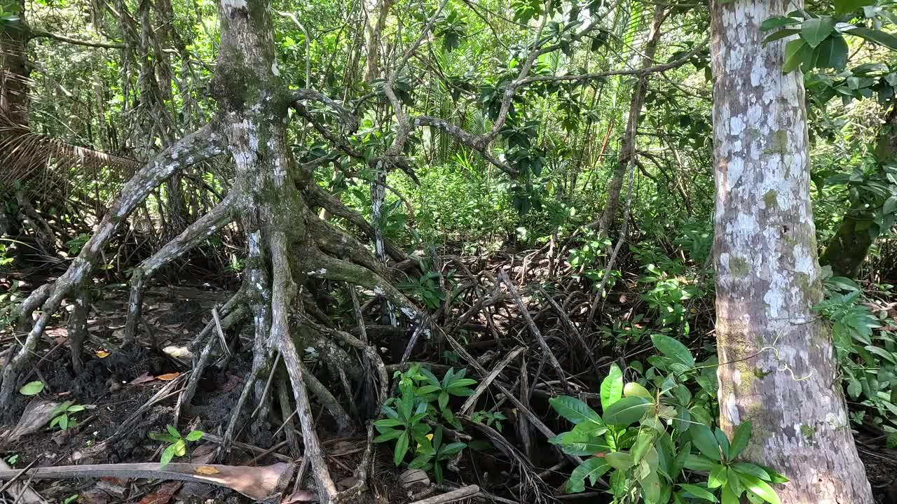 退潮时的红树根系。视频下载