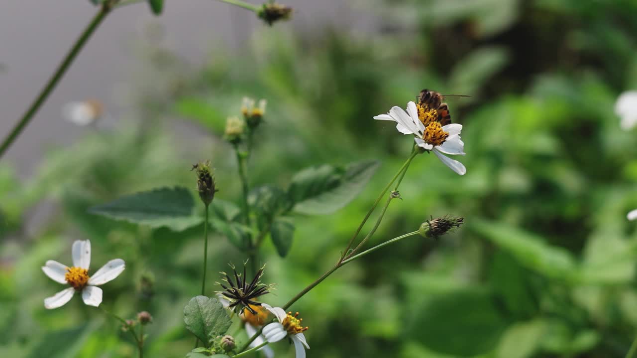 蜜蜂为白色野花授粉视频素材