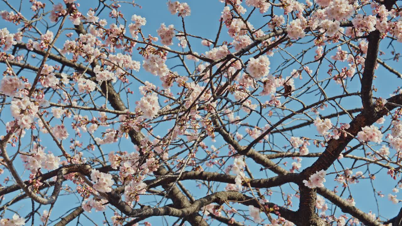 盛开的花朵。小樱。视频下载