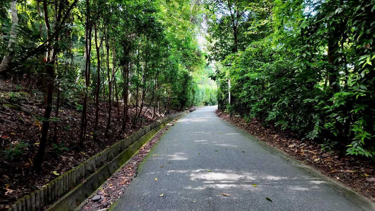 花园走道花草繁茂视频素材