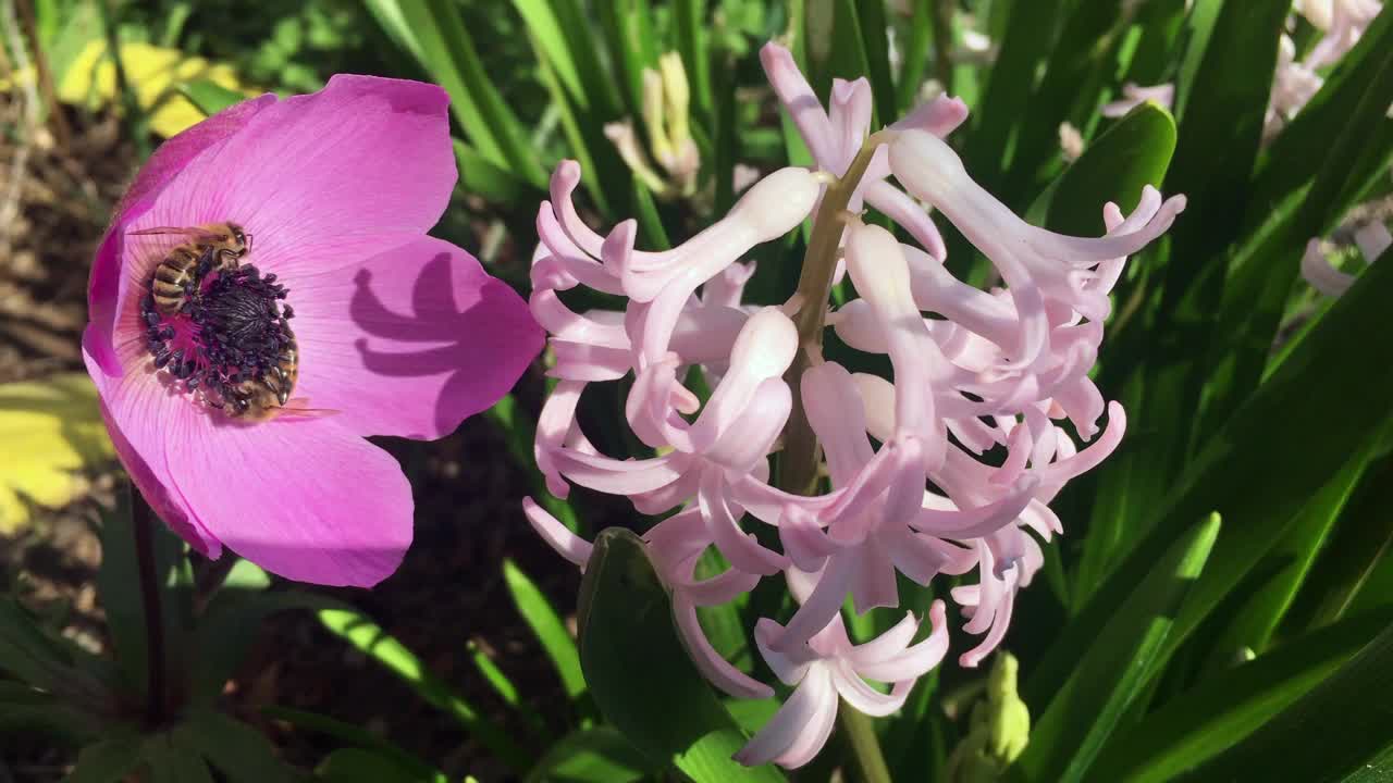 蜜蜂在春天拜访紫色的花朵视频下载