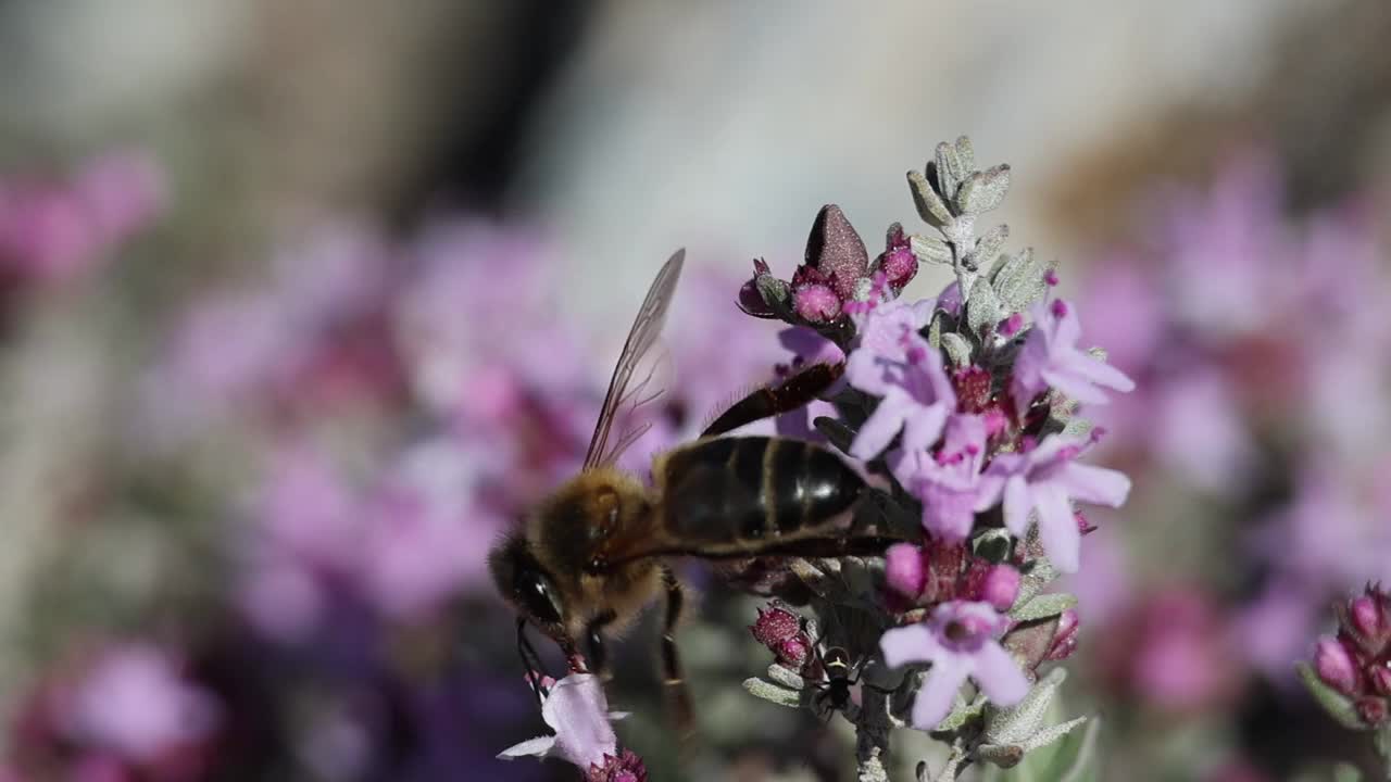 蜜蜂在百里香(thyymus vulgaris)花采蜜过程中的行为视频素材