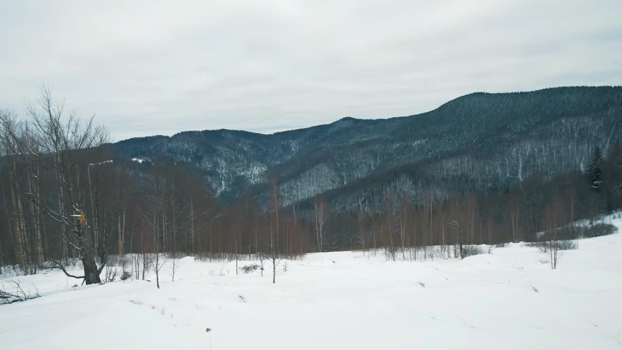 茂密的常绿云杉森林覆盖着喀尔巴阡山脉的白雪皑皑的山丘，在冬季森林中，勇敢的滑雪者沿着白雪皑皑的热带地区下山，视频素材