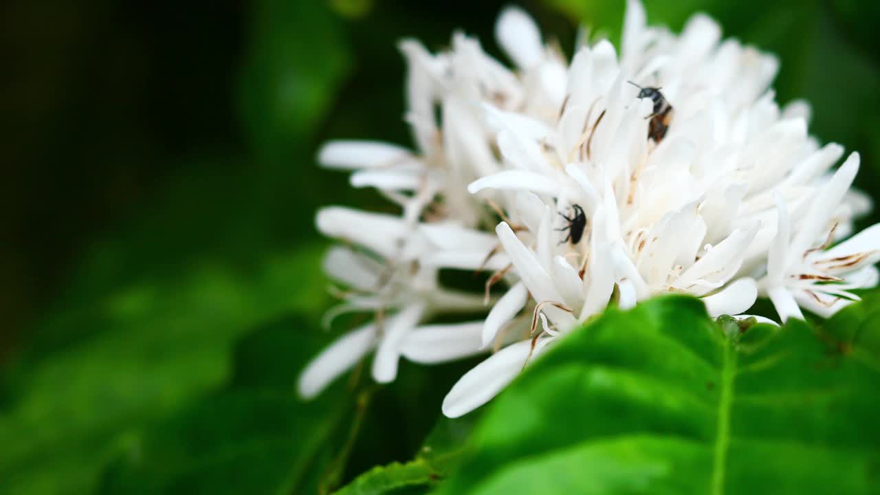 红矮蜜蜂在罗布斯塔咖啡花上视频下载