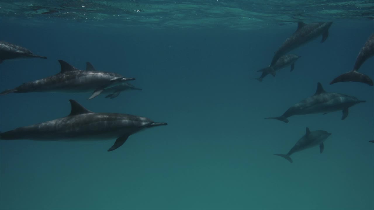 一群海豚在红海的蓝色海水中嬉戏。野生海豚在水下呼吸的镜头。在其自然栖息地的水生海洋动物。友好的宽吻海豚特写。野生动物自然视频素材