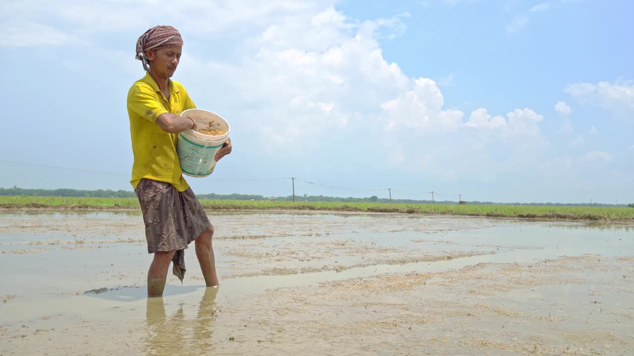 在耕地上播种水稻种子的农村男性农民。视频素材