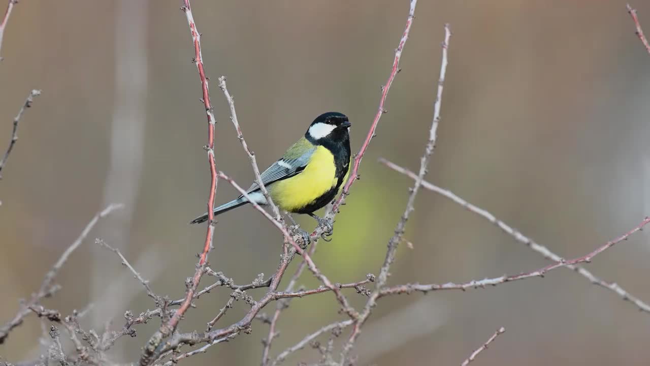 野生大山雀。Songbird视频素材