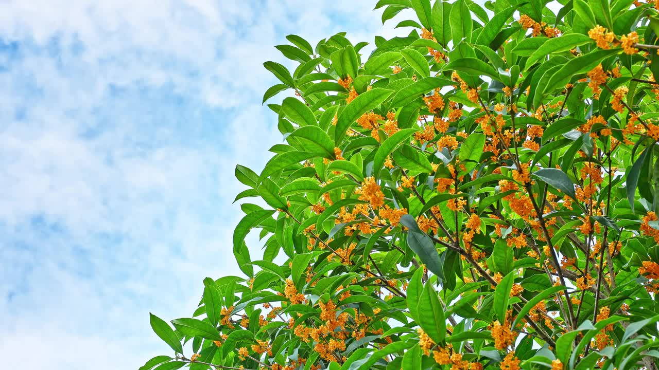 桂花在一个阳光明媚的日子里开在树上视频素材