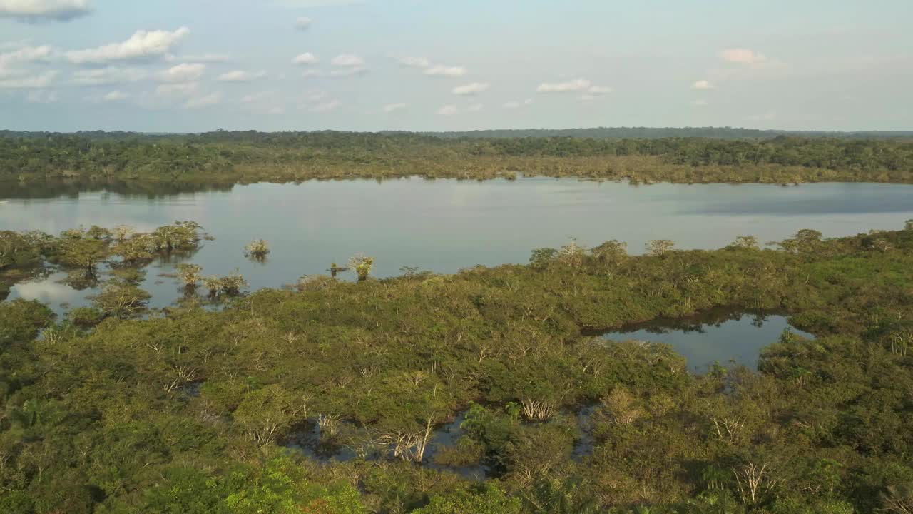 厄瓜多尔的亚马逊国家保护区Cuyabeno，有湖泊和池塘的湿地，有水虎鱼、海豚、开曼鱼、蛇和鸟的河流，鸟瞰景观，绿色森林。河流自然保护区视频下载