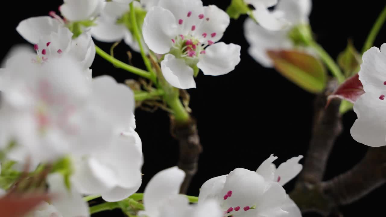 春暖花开。梨花盛开的特写视频素材