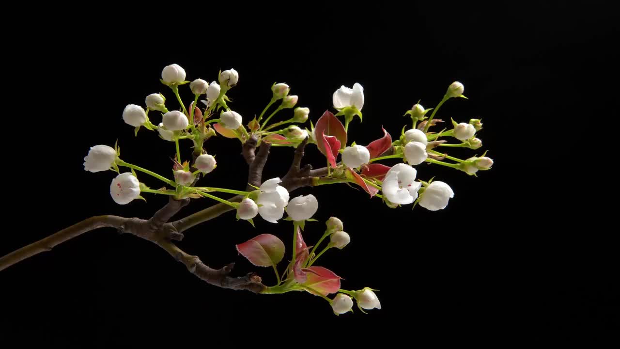 春暖花开。延时拍摄的梨花盛开的黑色背景。视频素材