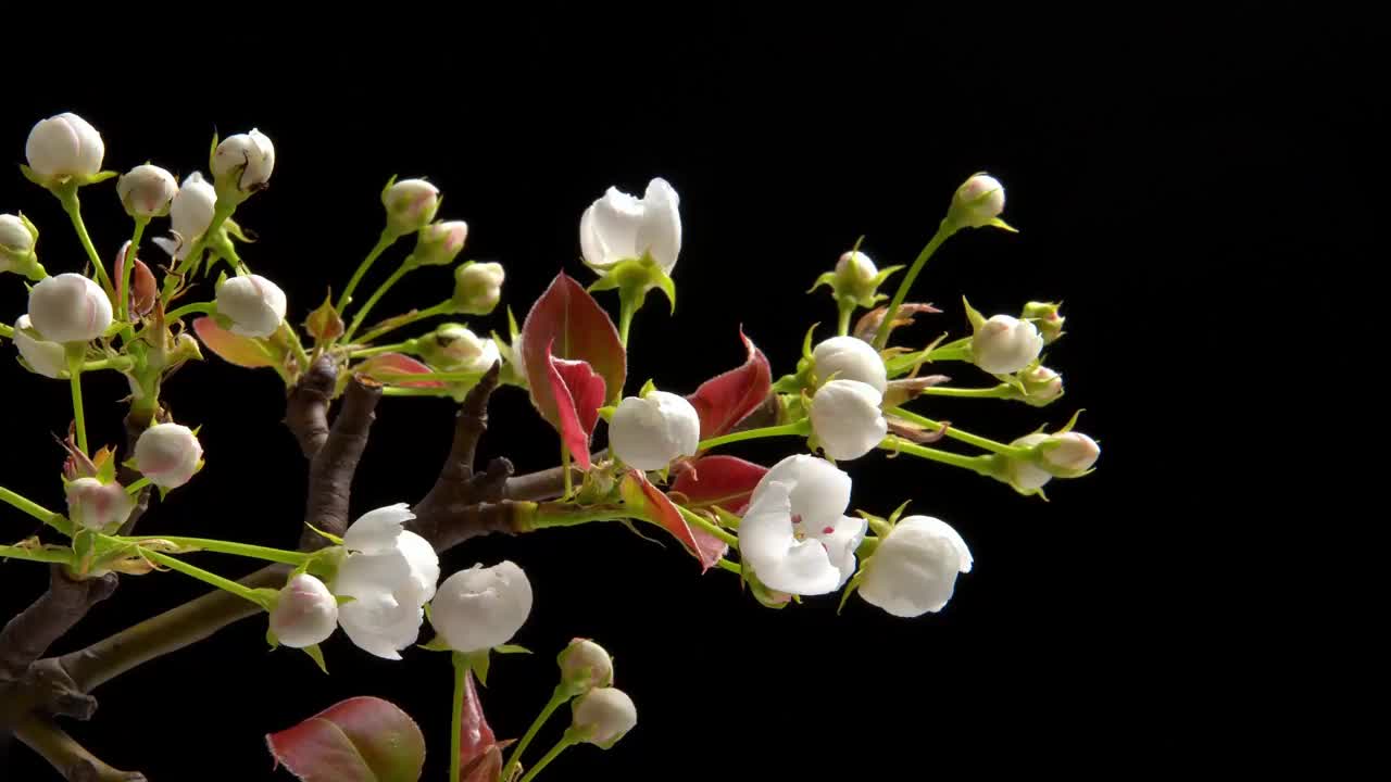 春暖花开。延时拍摄的梨花盛开的黑色背景。视频素材