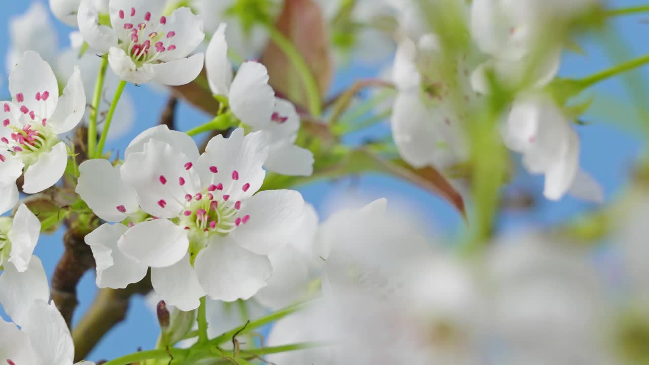 春暖花开。梨花盛开的特写视频素材