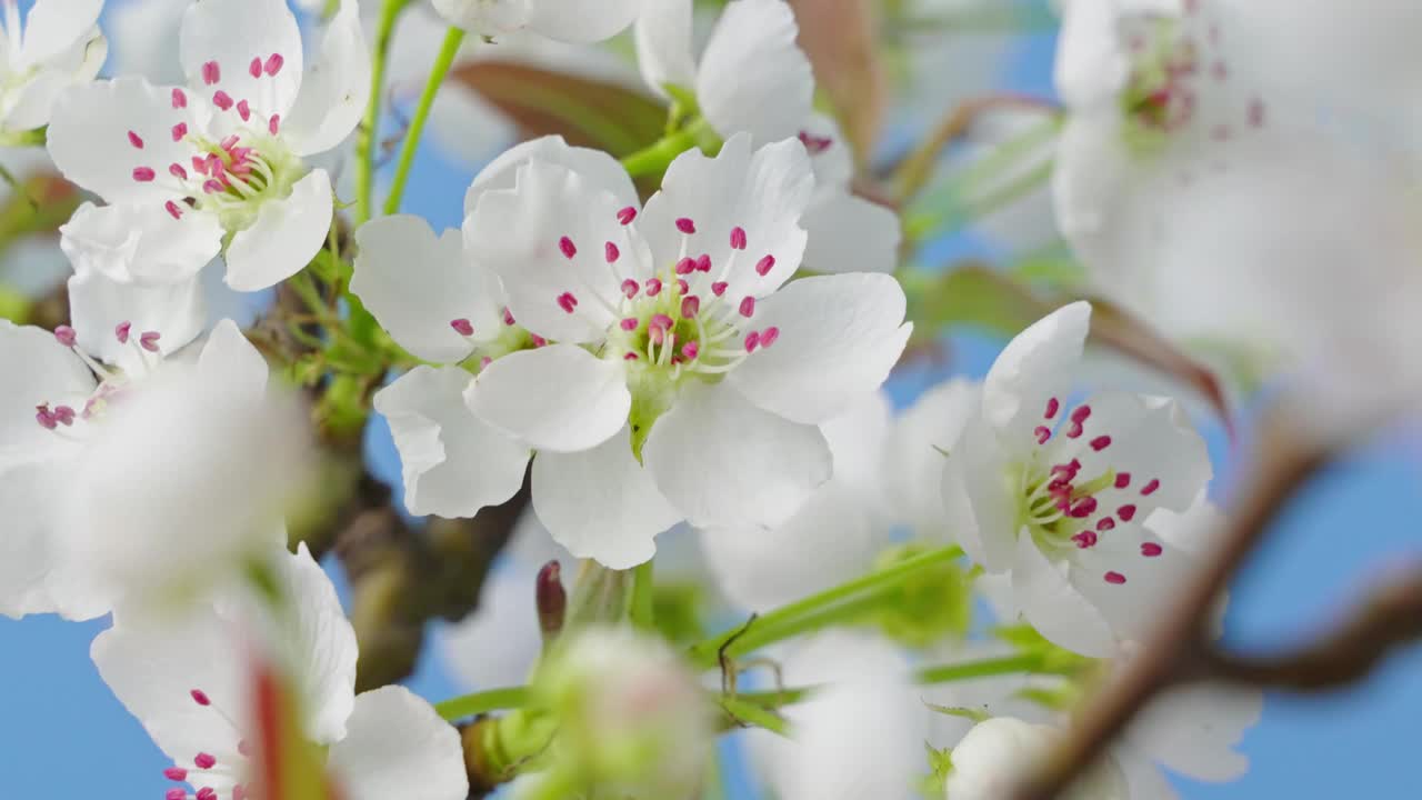 春暖花开。梨花盛开的特写视频素材