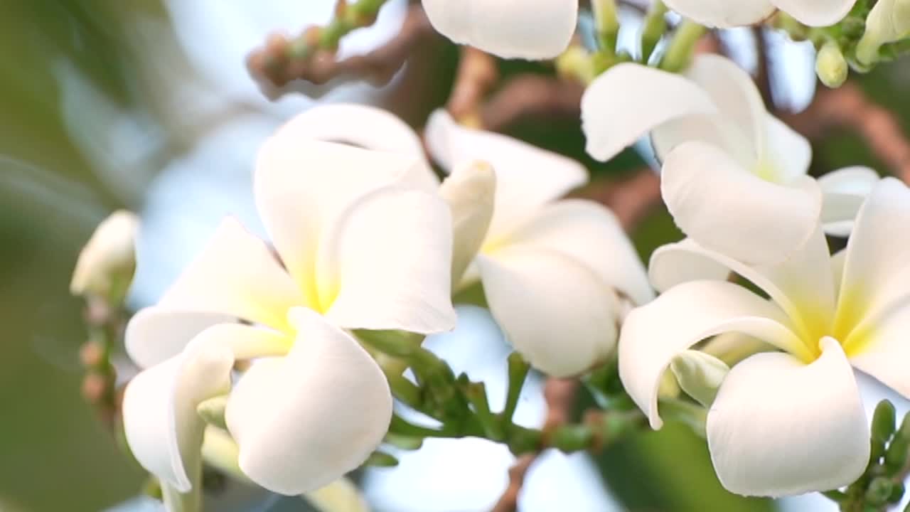 鸡蛋花花视频下载