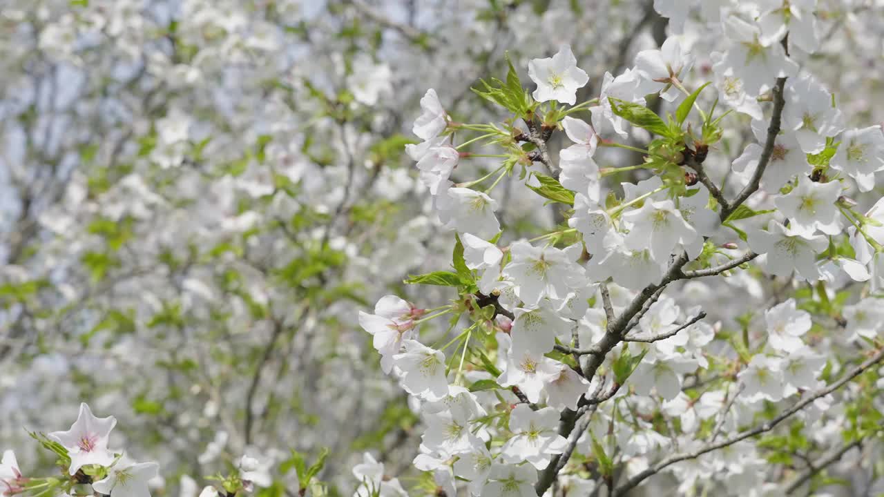 春暖花开。梨花盛开的特写视频素材