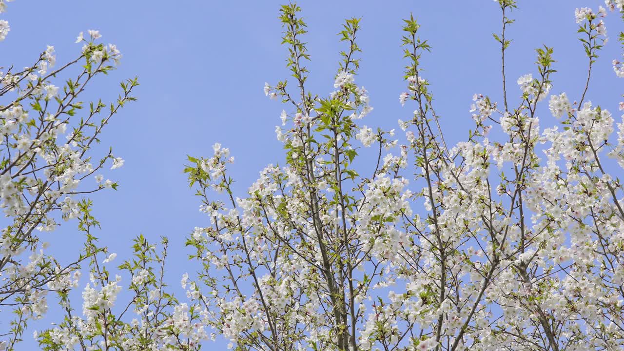 春暖花开。梨花盛开的特写视频素材