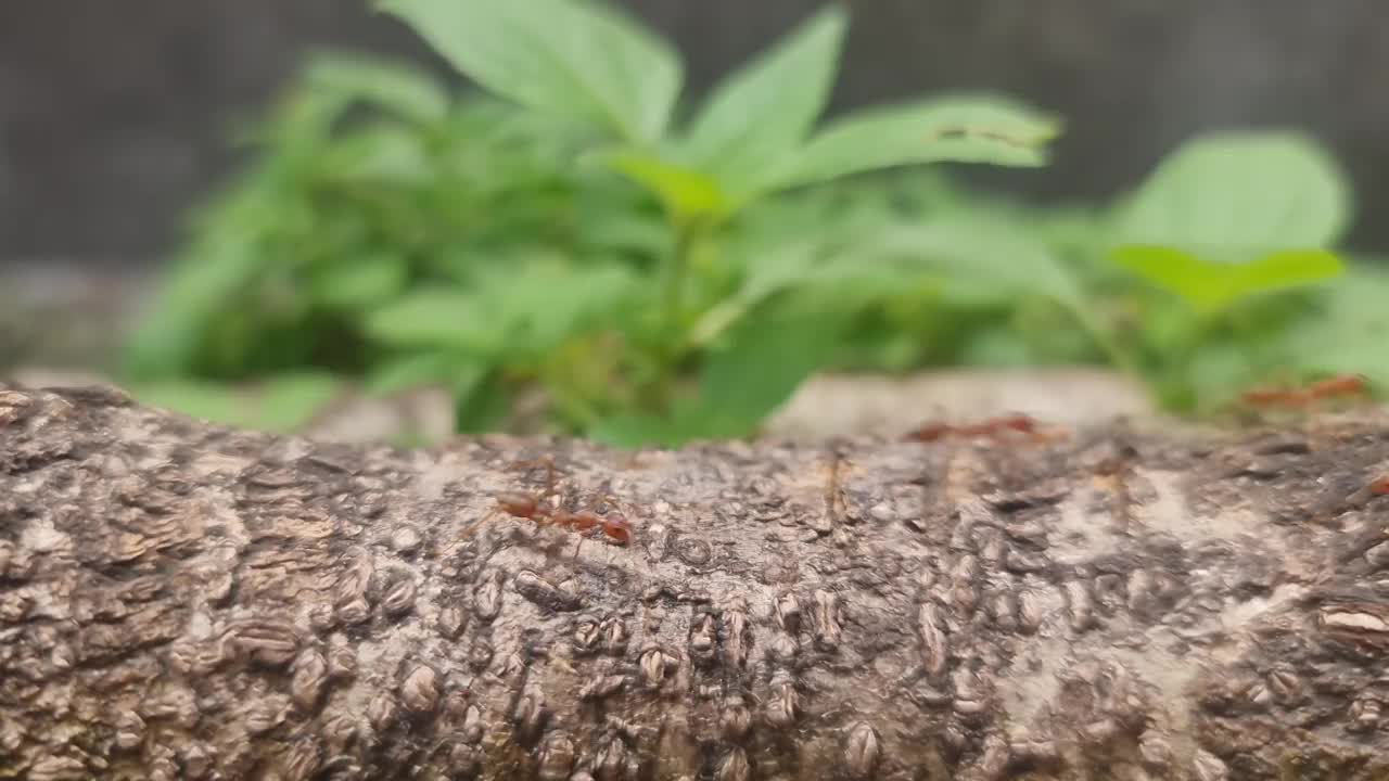 一群红蚂蚁的活动视频素材