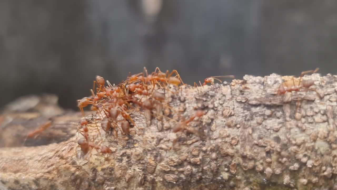 一群红蚂蚁的活动视频素材