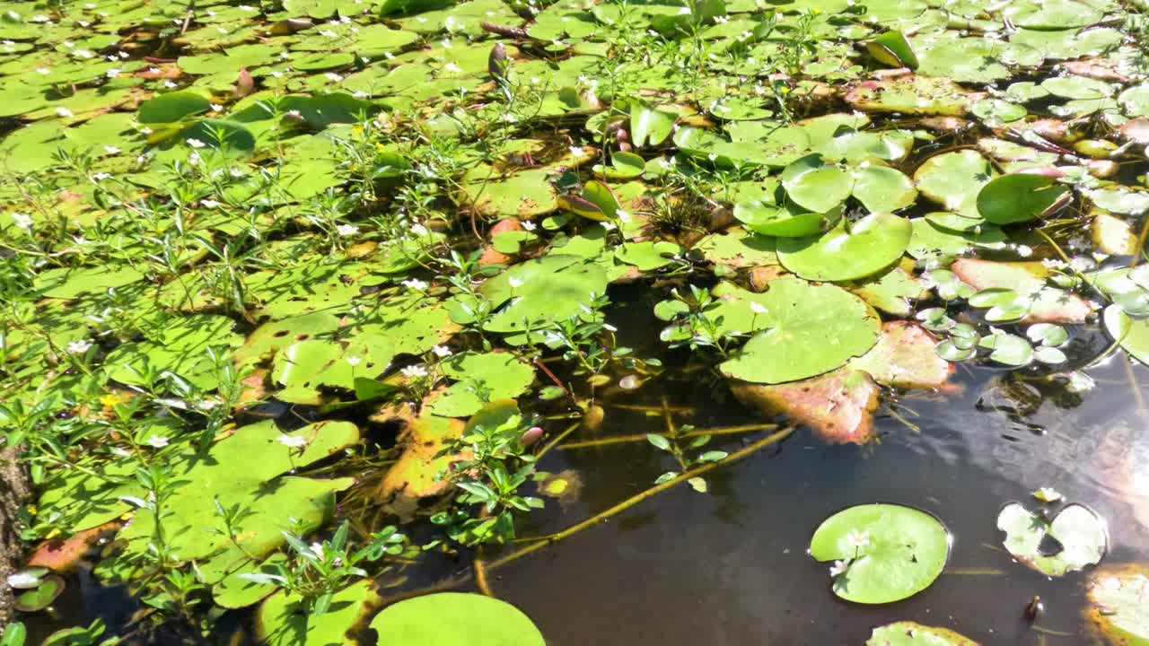 荷叶飘浮的池塘水面视频素材