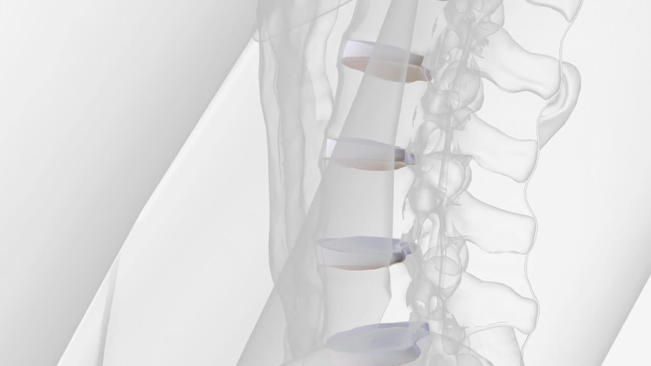 与其他脊柱区域相比，腰椎间盘是最厚的视频素材