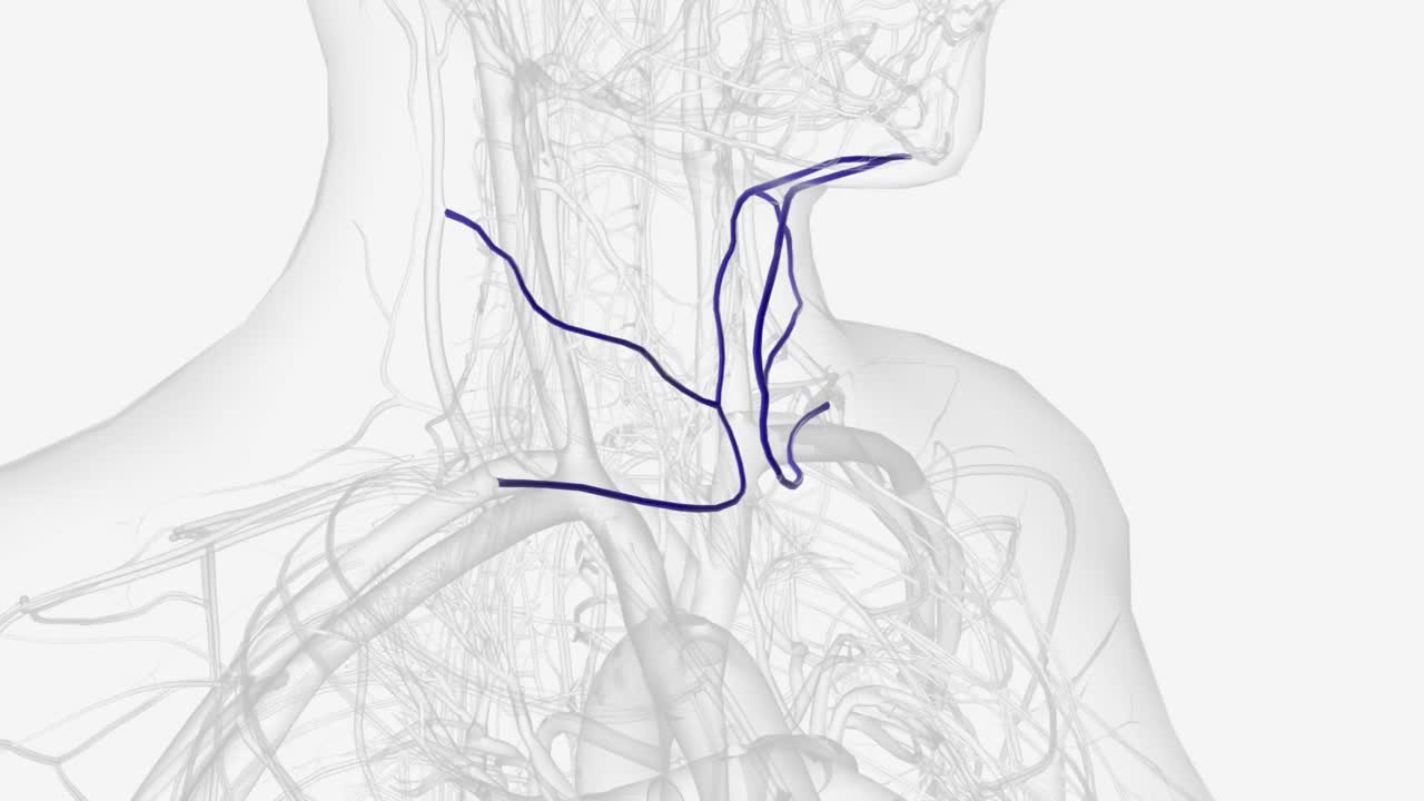 颈前静脉是颈部的一条静脉视频素材