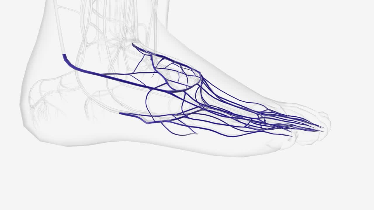 右脚静脉视频素材