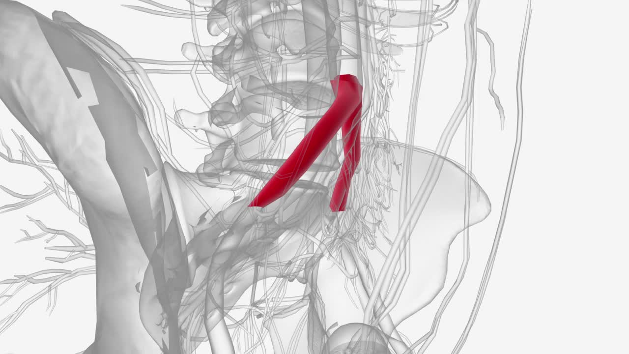 髂总动脉(CIA)是一条短动脉，将血液从主动脉输送到骨盆和下肢视频素材