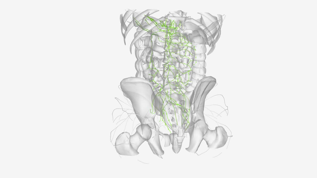 腹部和骨盆淋巴管视频下载