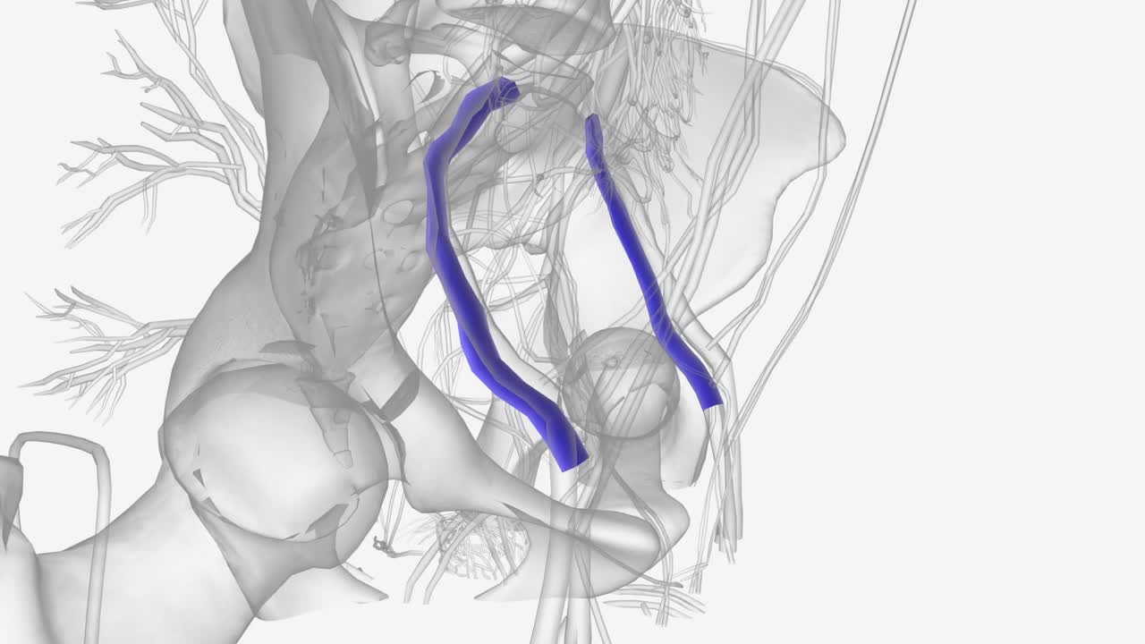 髂外静脉是骨盆内的血管视频素材