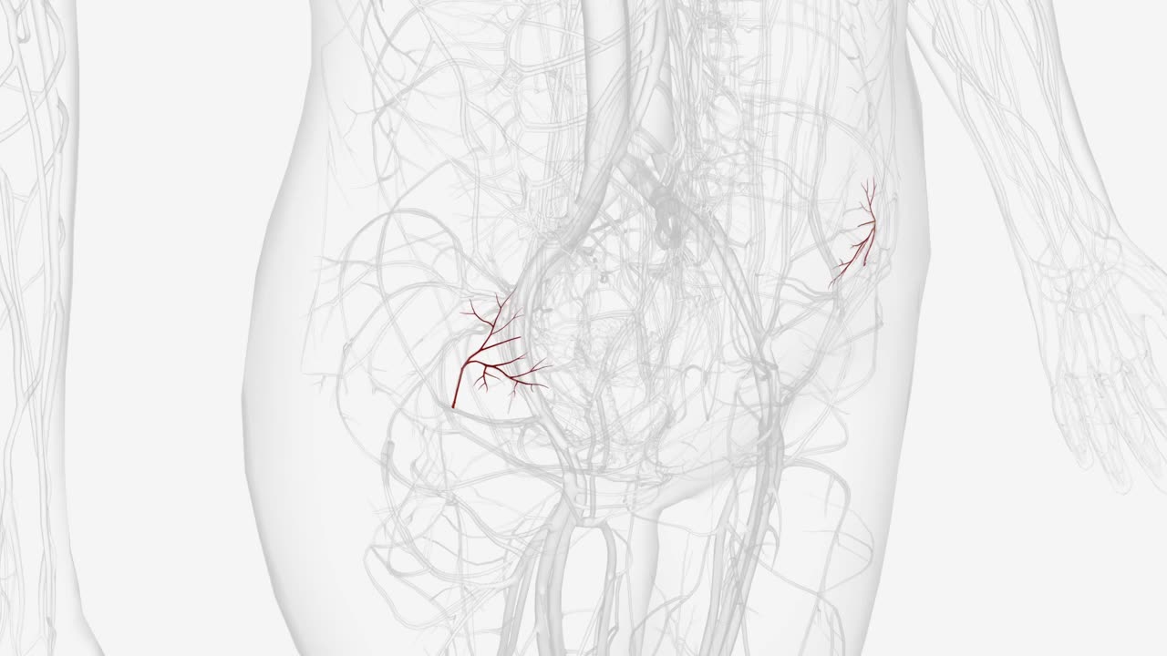 旋髂深动脉升支视频下载