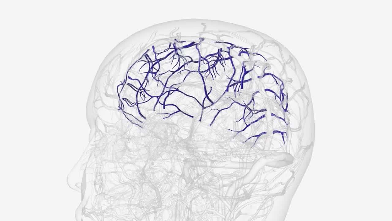 大脑上静脉引流大脑皮层的上部视频素材