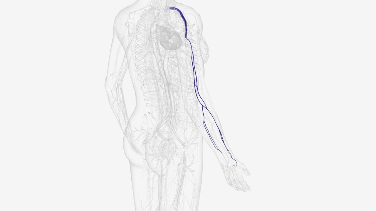 右臂和前臂的深静脉视频下载