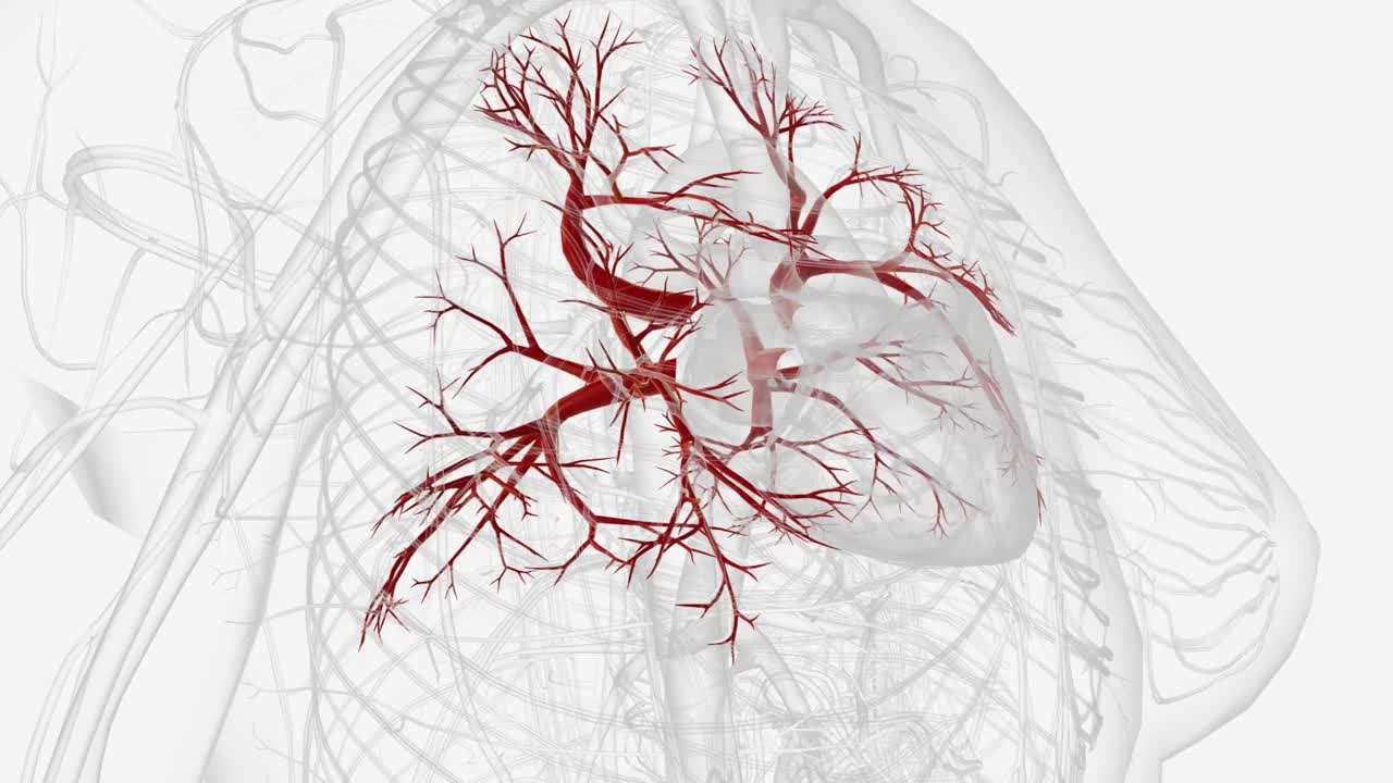 肺静脉是将富含氧气的血液从肺部输送到心脏的血管视频素材