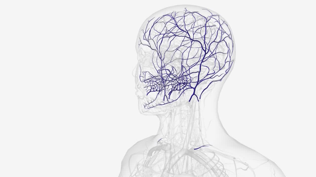 颈外静脉的分支视频素材