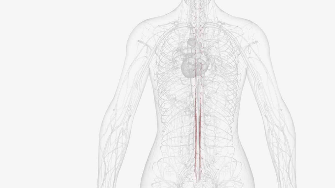 神经根动脉起源于颈前动脉、胸主动脉和腰动脉视频下载