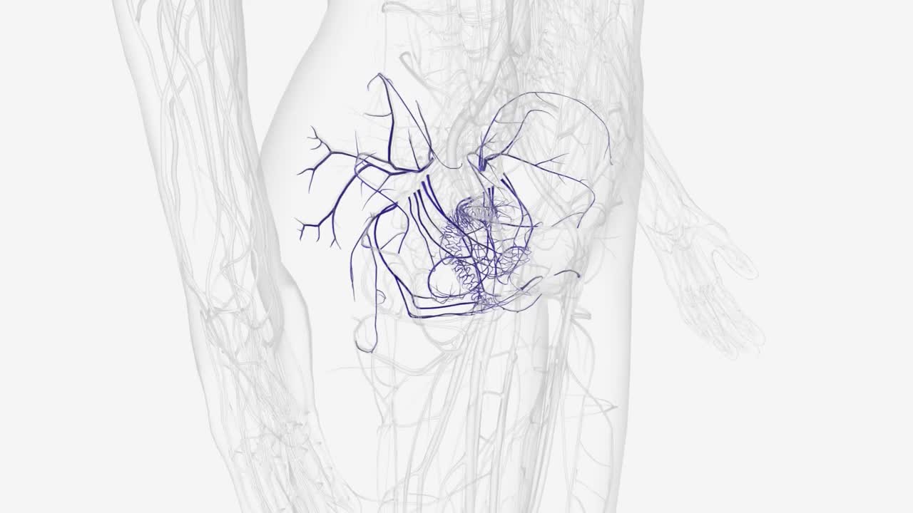 髂内静脉的分支视频素材