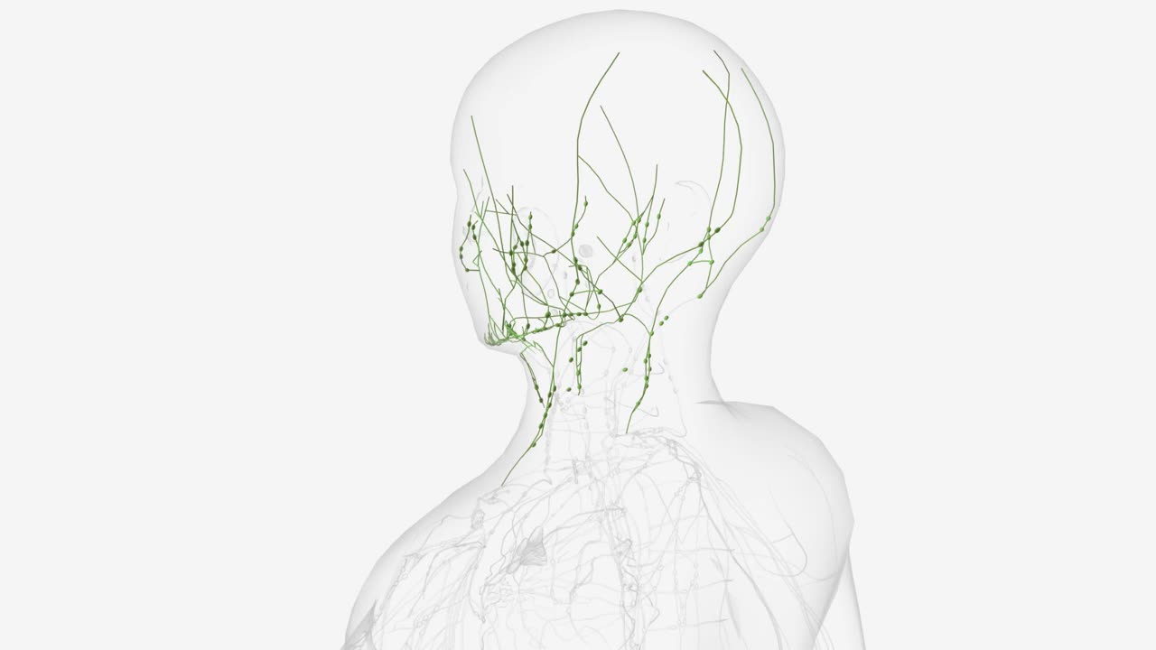 头部和颈部的浅表淋巴管视频素材