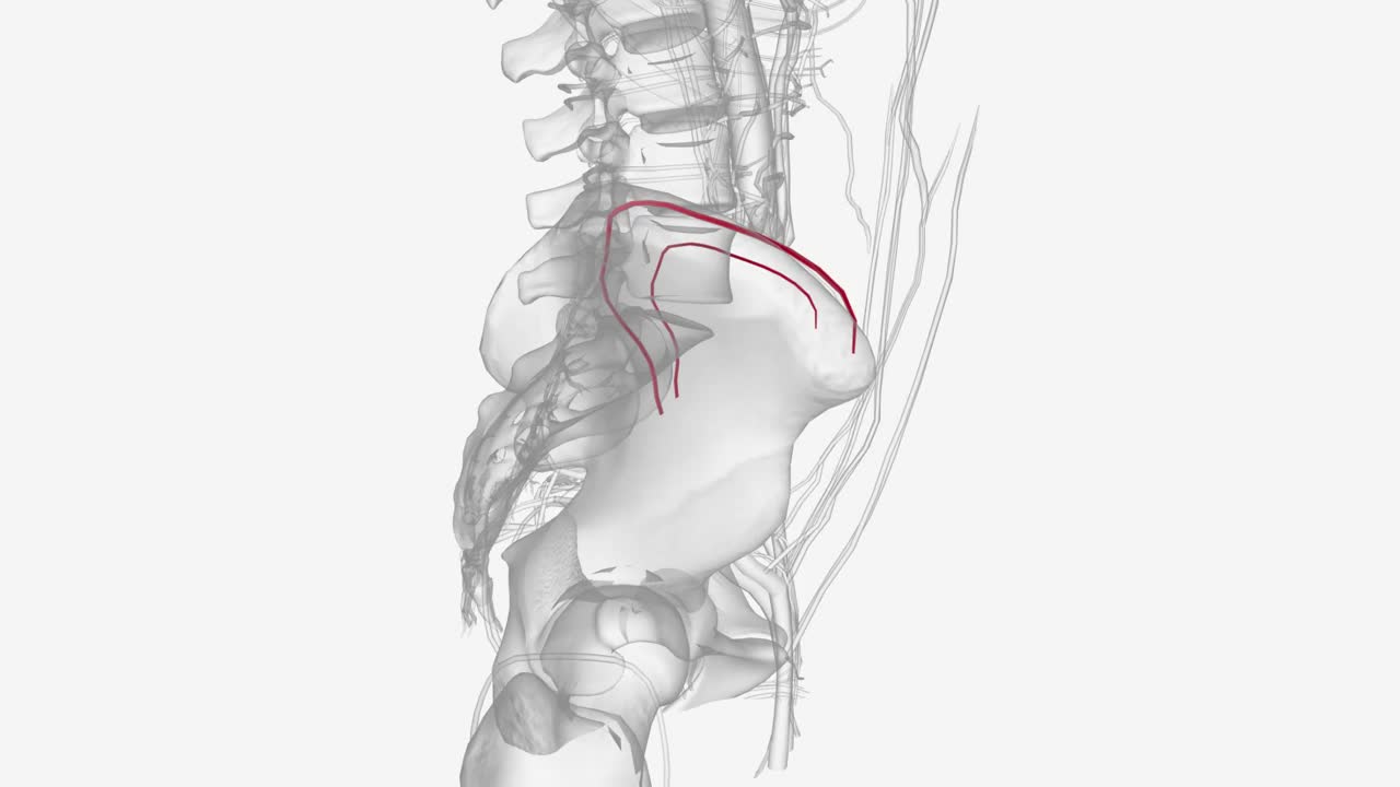 髂腰动脉起源于髂内动脉的后支视频下载