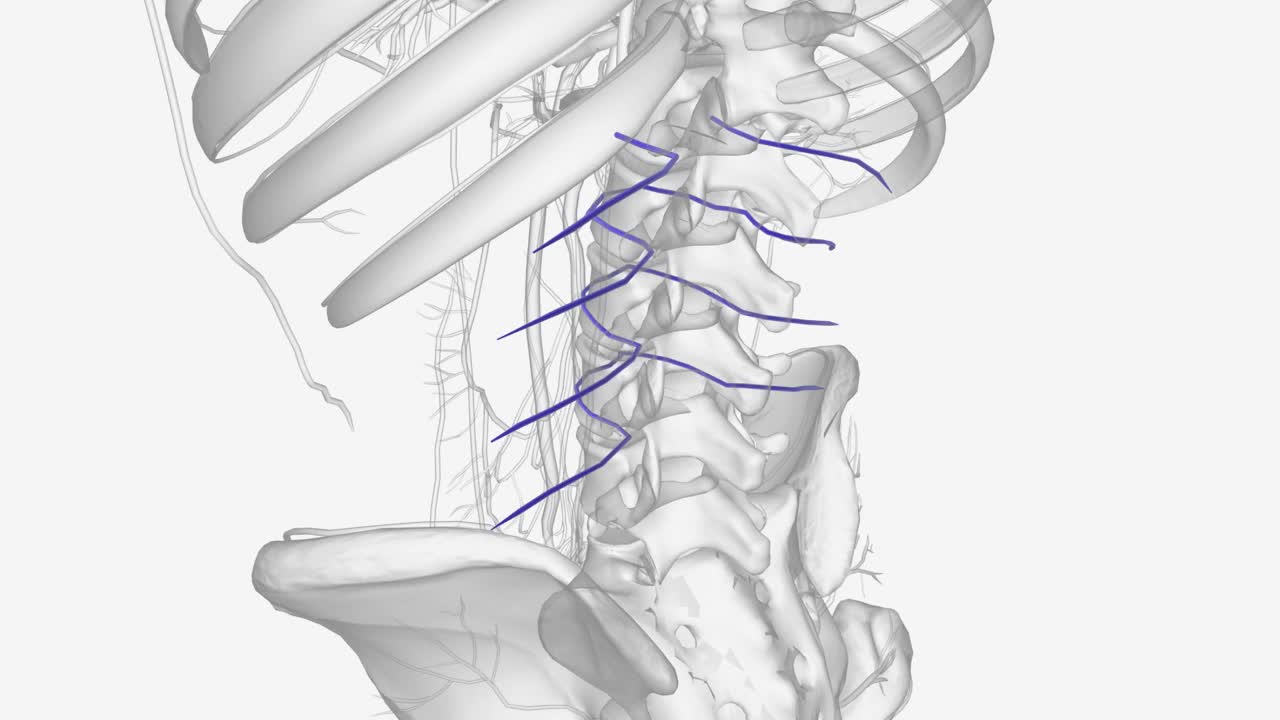 腰静脉是沿着后腹壁内侧的四对静脉，视频下载
