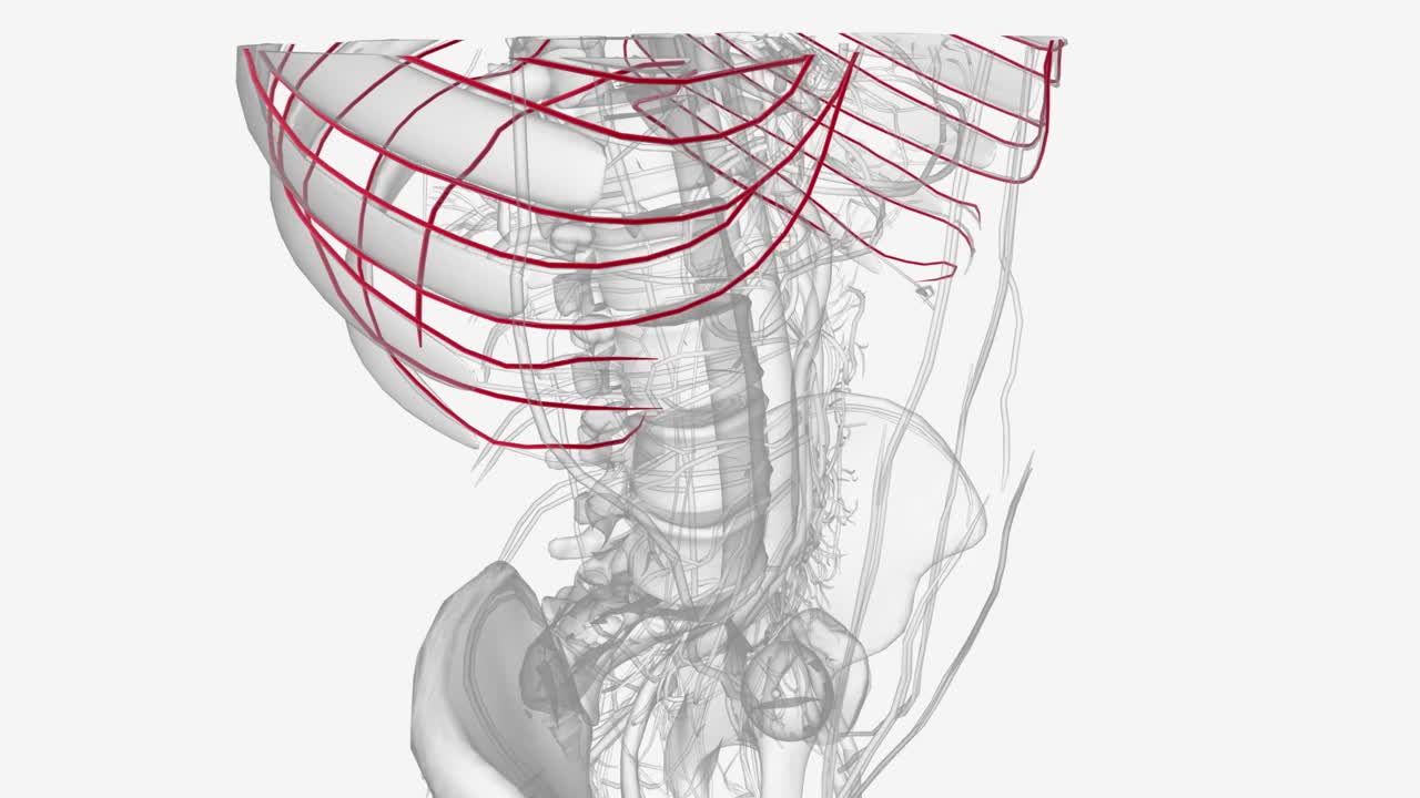 胸动脉锁骨下动脉肺动脉颈动脉腹壁上动脉视频素材