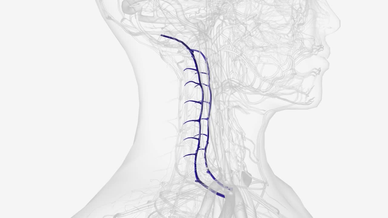 椎静脉是在颈部两侧的颈椎横孔中发现的一对血管视频素材