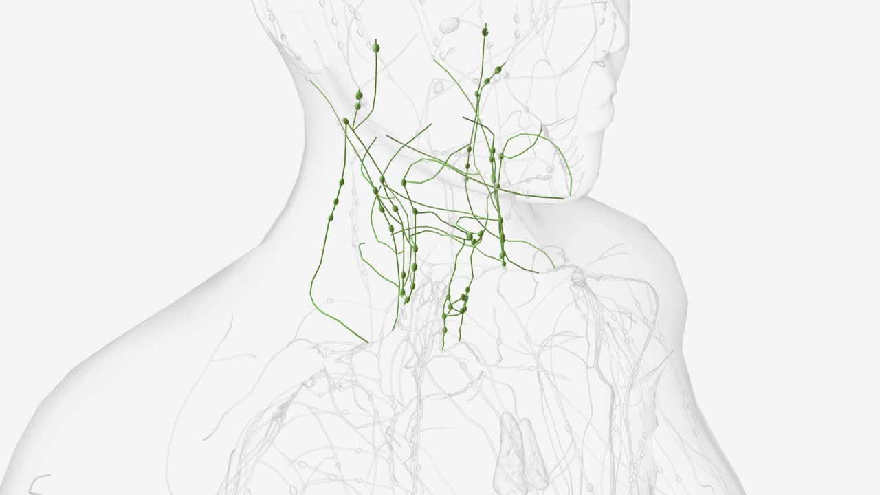 头部和颈部的深淋巴管视频素材
