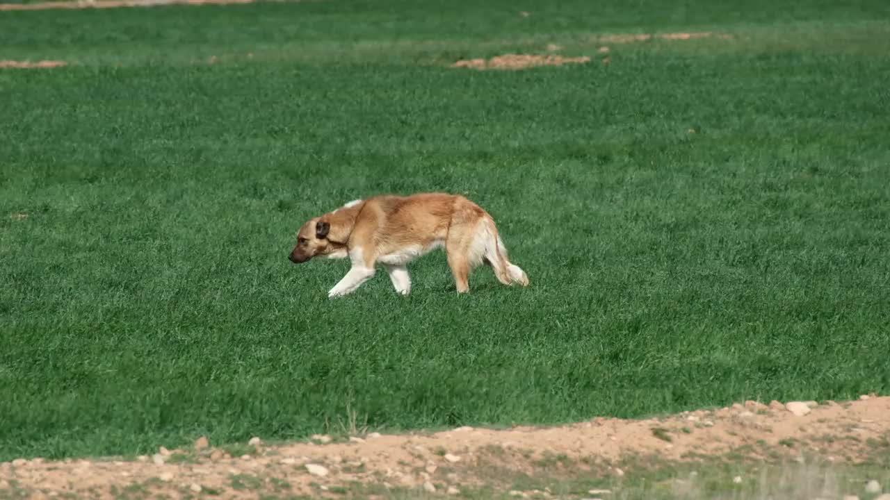 狗在草地上散步视频素材