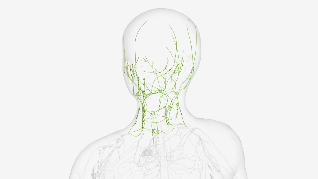 头颈部淋巴管视频下载